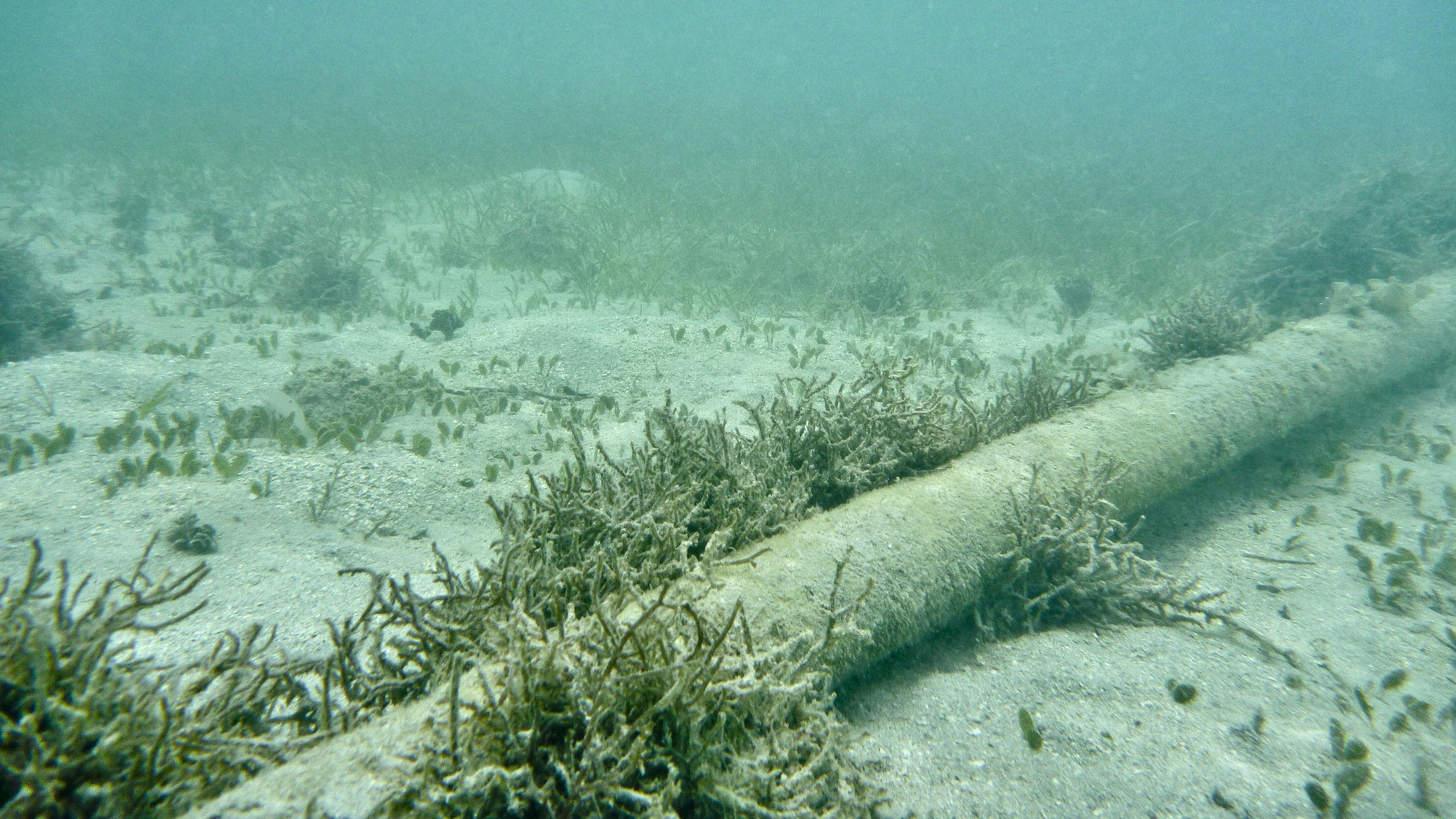 Oregon to Charge Subsea Cable Providers for Seafloor Use, Diverting Backlogged Millions to Schools