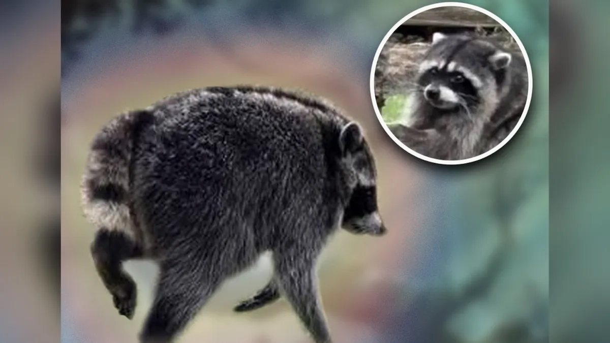 Official D&D Cryptid: Viral Raccoon Jimothy Arrives After Skyrim & Stardew Mods, Hurling Garbage and Making Friends